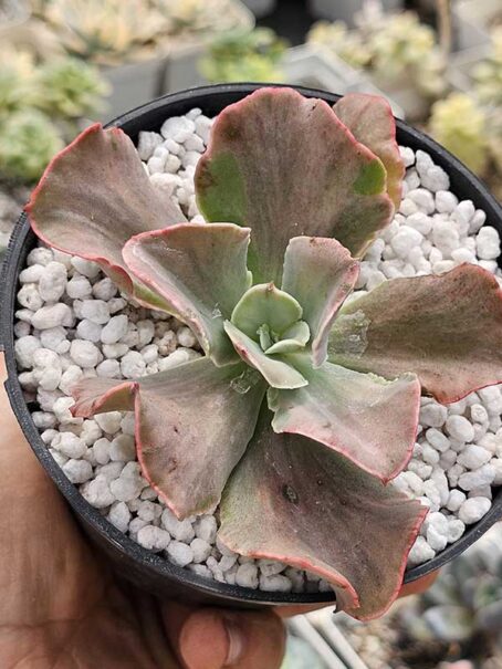 E. Chantilly Frills Variegata - pt11 - sem raiz