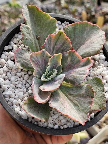 E. Violet Rose Variegata - pt14 - sem raiz