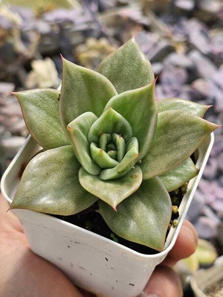 E. Jade Star Variegata - pt9 - com raiz