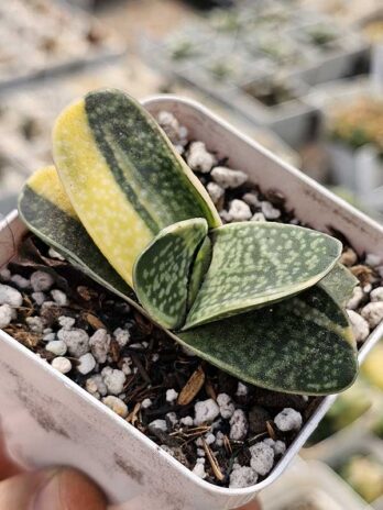 G. Gracillis Variegata – pt9 – com raiz