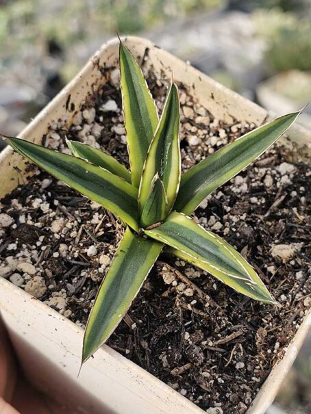 A. Reginae Gold Variegata - pt12 - com raiz