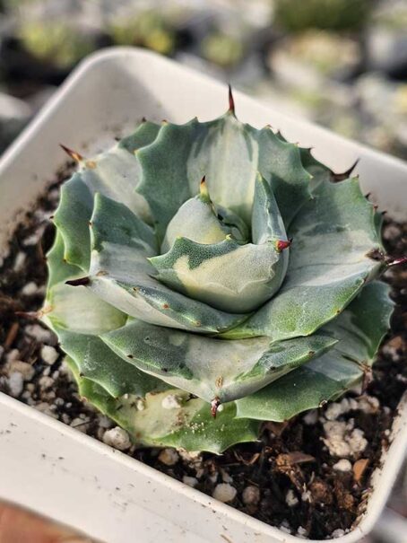 A. Shoji-Raijin  Variegata - pt12 - com raiz