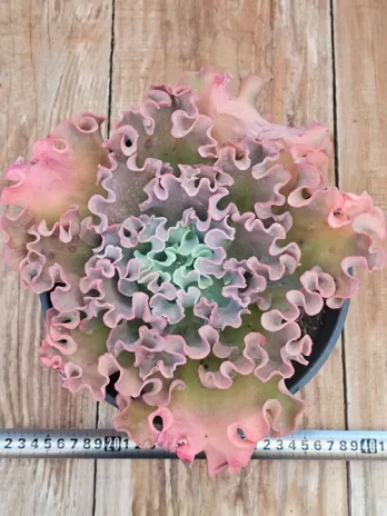 E. G. Kream Coral – com raiz