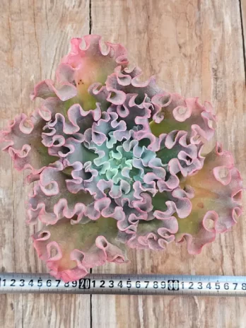 E. G. Kream Coral – sem raiz