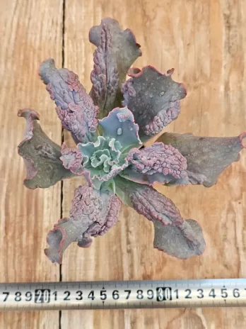 E. G. Momordica Charantia –