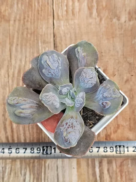 E. G. Marble - com raiz