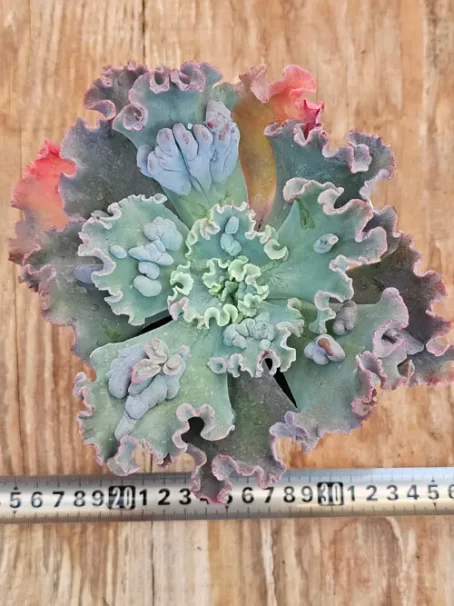 E. G. Verrugas - com raiz