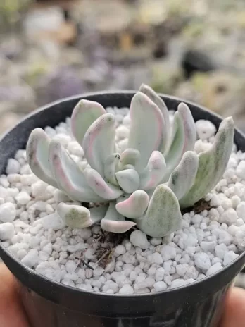 E. Roly Poly Variegata – com raiz
