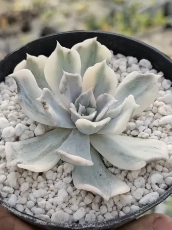 E. Lilacina M Variegata – com raiz