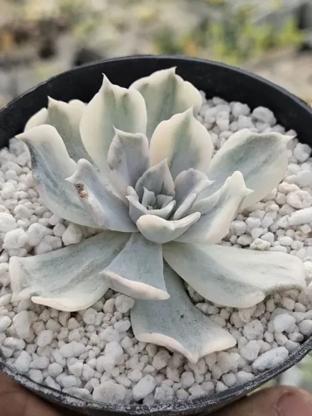 E. Lilacina M Variegata - com raiz