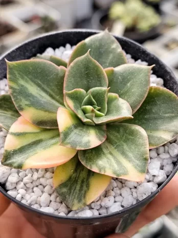 E. Gosaong Variegata – com raiz