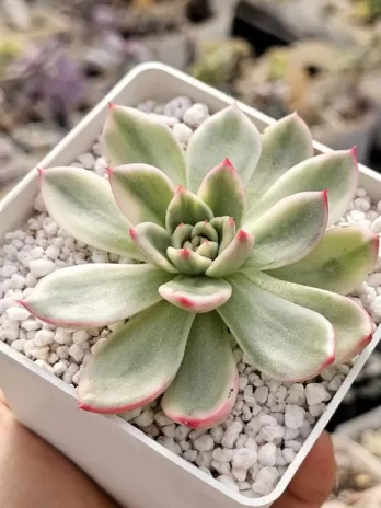 E. Ebony Variegata – com raiz