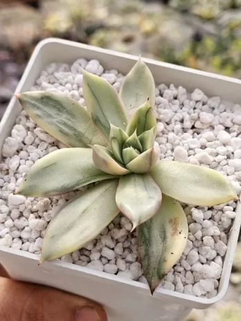 E. Leopard Variegata – com raiz