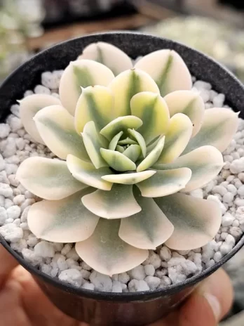 E. Akahosi Variegata – com raiz