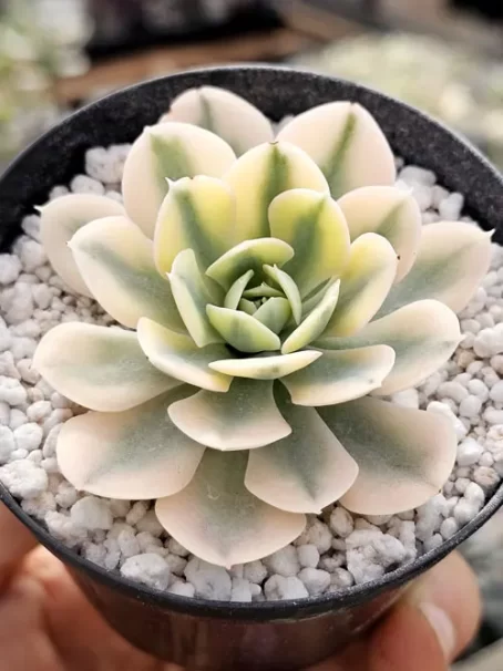 E. Akahosi Variegata - com raiz
