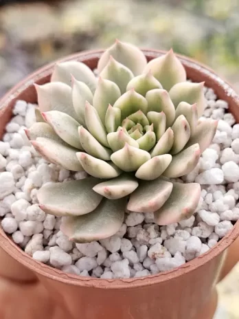 E. Olivia Marginata M Variegata – com raiz