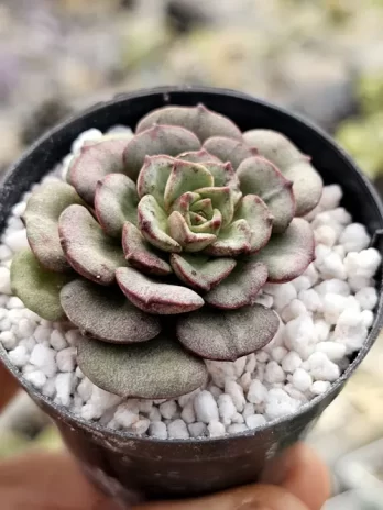 E. Moranii Variegata – com raiz