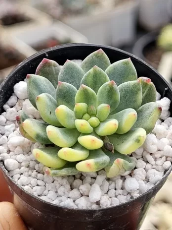 E. Blue Elf Variegata – com raiz