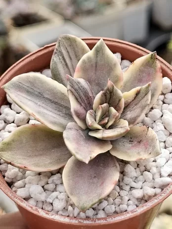 G. Bainessii Variegata – com raiz