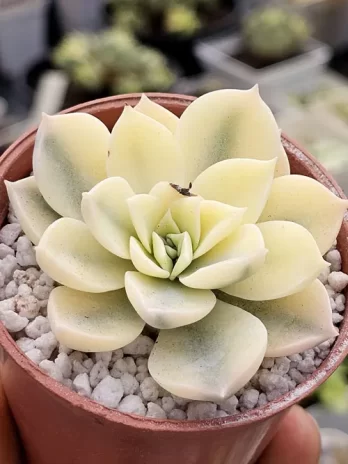 E. Anna Variegata – sem raiz