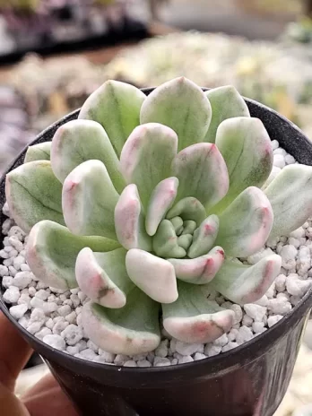 E. Fulgens Variegata – sem raiz