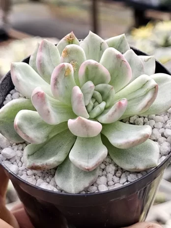 E. Fulgens Variegata – sem raiz