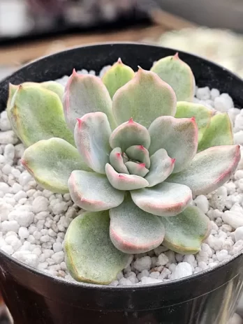 E. Pink Funky Variegata – sem raiz