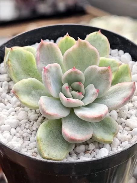 E. Pink Funky Variegata - sem raiz