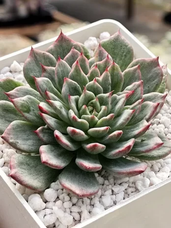 E. Miracle G Variegata – sem raiz