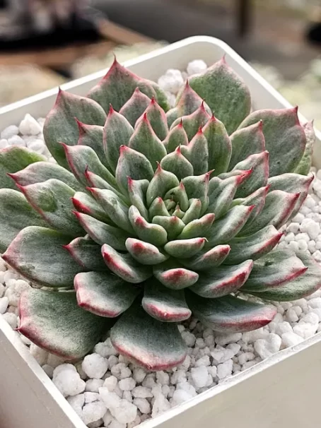 E. Miracle G Variegata - sem raiz