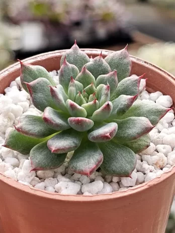 E. Miracle Variegata – sem raiz