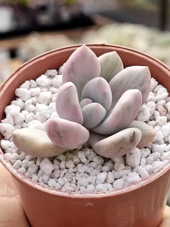 G. Opalina Variegata – sem raiz