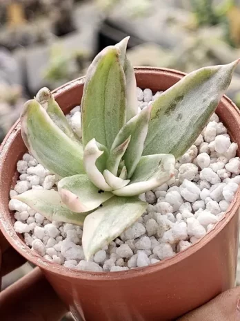 E. Rubella M Variegata – sem raiz