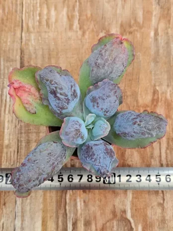 E. G. Lilac Snow – sem raiz