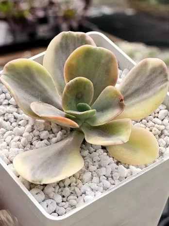 E. Silk Road G Variegata – com raiz