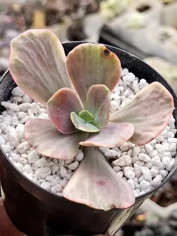 E. Silk Road P Variegata – com raiz