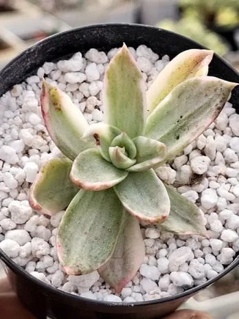 E. Rubella Variegata – com raiz