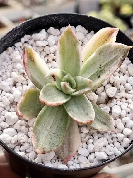 E. Rubella Variegata - com raiz
