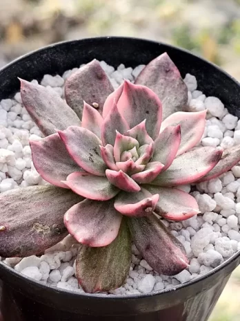 E. Pink Princes Variegata – sem raiz