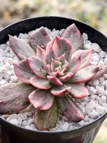 E. Pink Princes Variegata - sem raiz