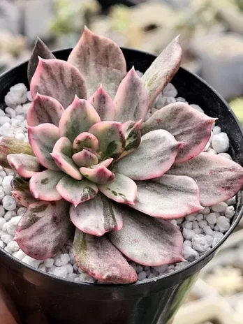 E. Pink Princes Variegata – sem raiz