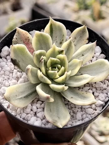 E. White Princes Variegata – sem raiz