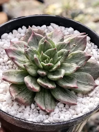 E. Silver Princes Variegata – sem raiz