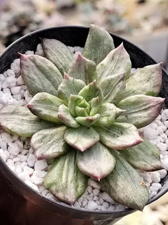 E. Silver Princes Variegata – sem raiz