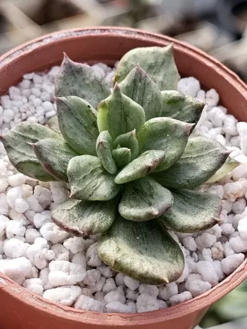 E. Silver Princes Variegata – sem raiz