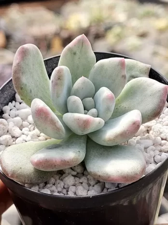 G. Opalina Variegata – sem raiz