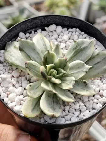 E. White Princes Variegata – com raiz
