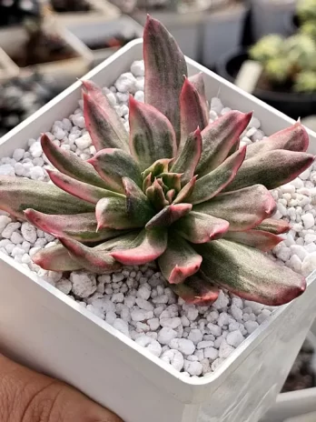 E. Red Princes Variegata – com raiz