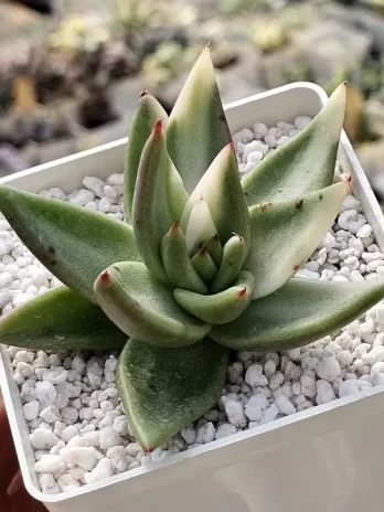 E. Elk Horn G Variegata – sem raiz