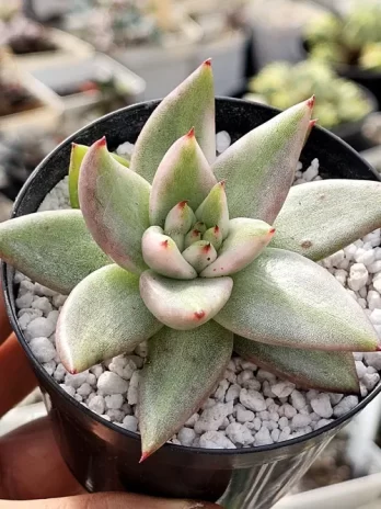 E. Elk Horn Variegata – sem raiz